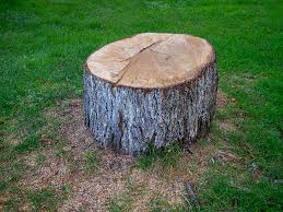 Best Tree Maintenance Programs  in Stevenson, WA