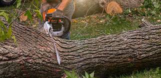 Best Tree Preservation Services  in Stevenson, WA