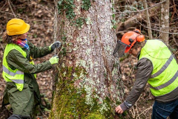  Stevenson, WA Tree Care Pros