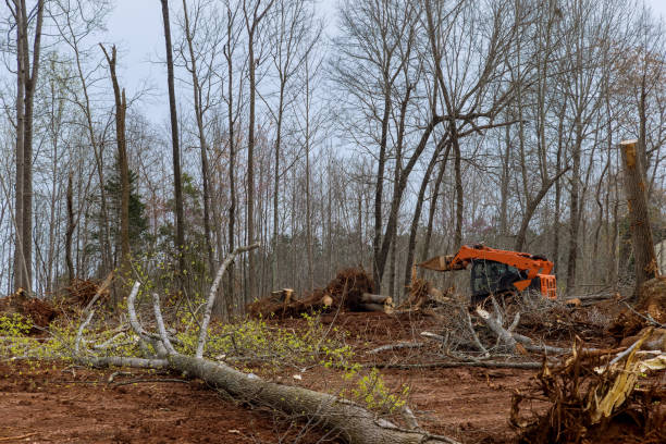 Reliable Stevenson, WA Tree Care Solutions