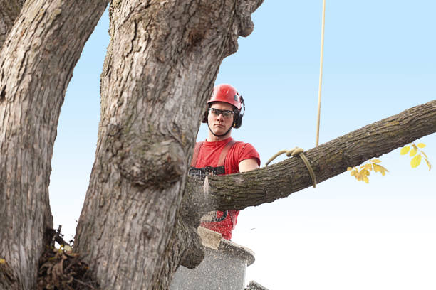 Best Storm Damage Tree Cleanup  in Stevenson, WA